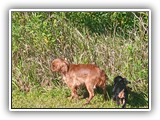 Englsh Toy Spaniel (897)