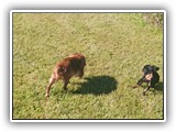 Englsh Toy Spaniel (898)