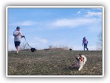 Englsh Toy Spaniel (97)
