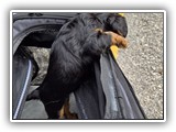 puck litter (106)