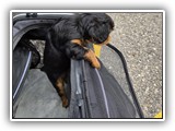 puck litter (108)