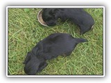 puck litter (110)