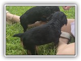 puck litter (154)