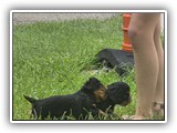puck litter (177)