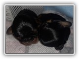 puck litter (18)
