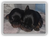 puck litter (20)