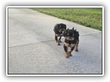 puck litter 2 (41)