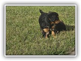 puck litter 2 (42)