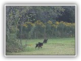 puck litter 2 (75)