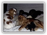 puck litter (53)