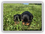 puck litter (59)