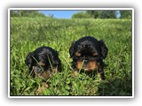puck litter (61)