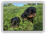 puck litter (62)