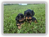 puck litter (70)